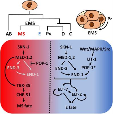 Evolution and Developmental System Drift in the Endoderm Gene Regulatory Network of Caenorhabditis and Other Nematodes